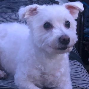 Meet your Posher, Xavier